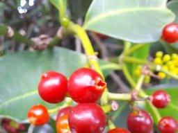 Psychotria capensis subsp. capensis big fruit